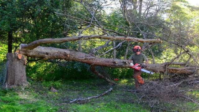 TREE REMOVAL BUSINESS #0232 NM FSBO